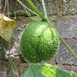 Chayote con espinas 1 Chayote con espinas
