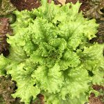 Lechuga Verde