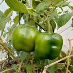 Chile Manzano 100 gramos 1 Chile Manzano 100 gramos