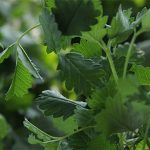 Cilantro