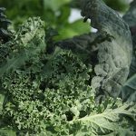 Kale