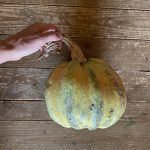 calabaza_para_ducle_ok